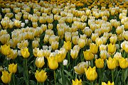 24messer tulipano